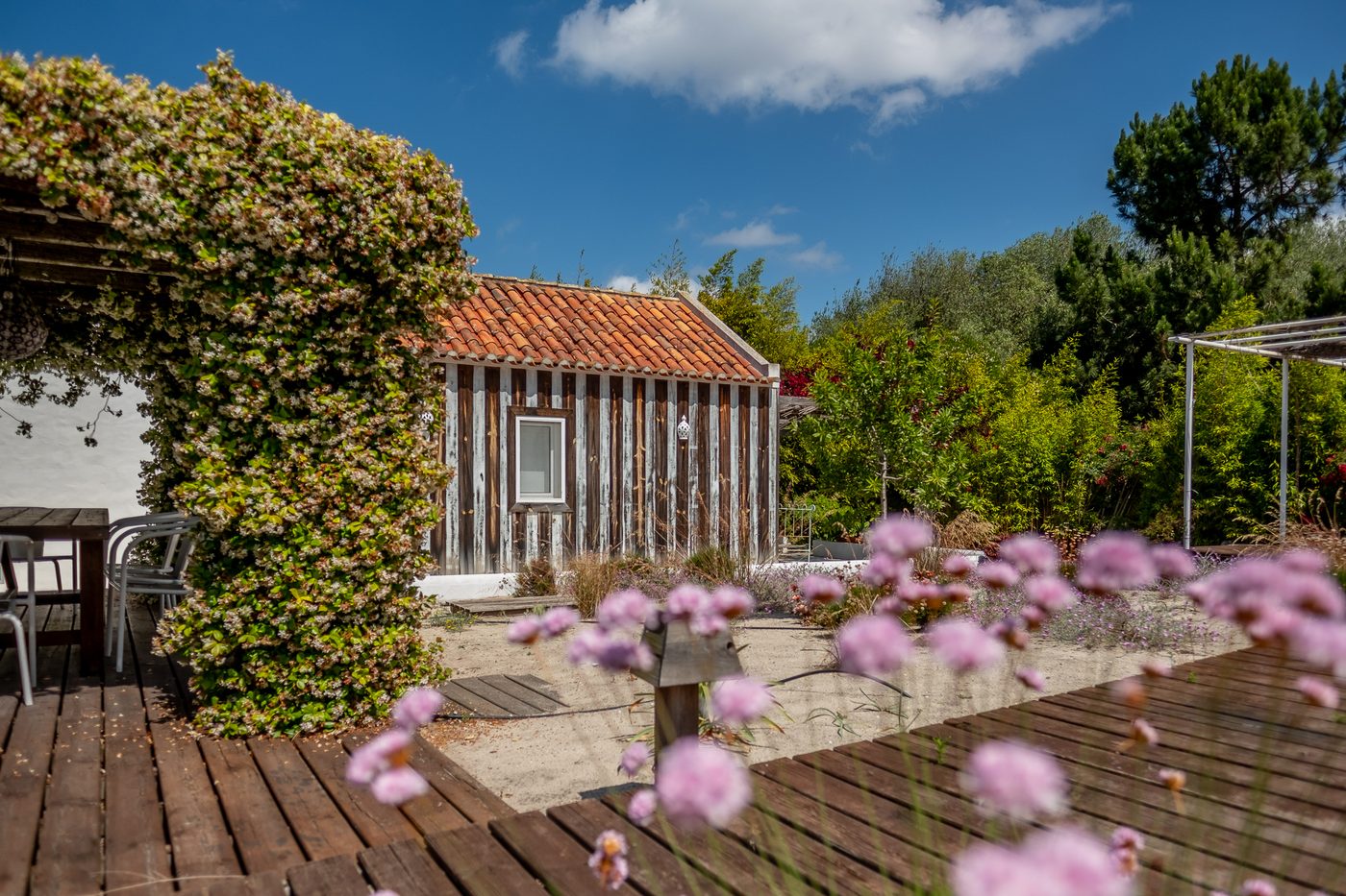 Jardim com flores nativas