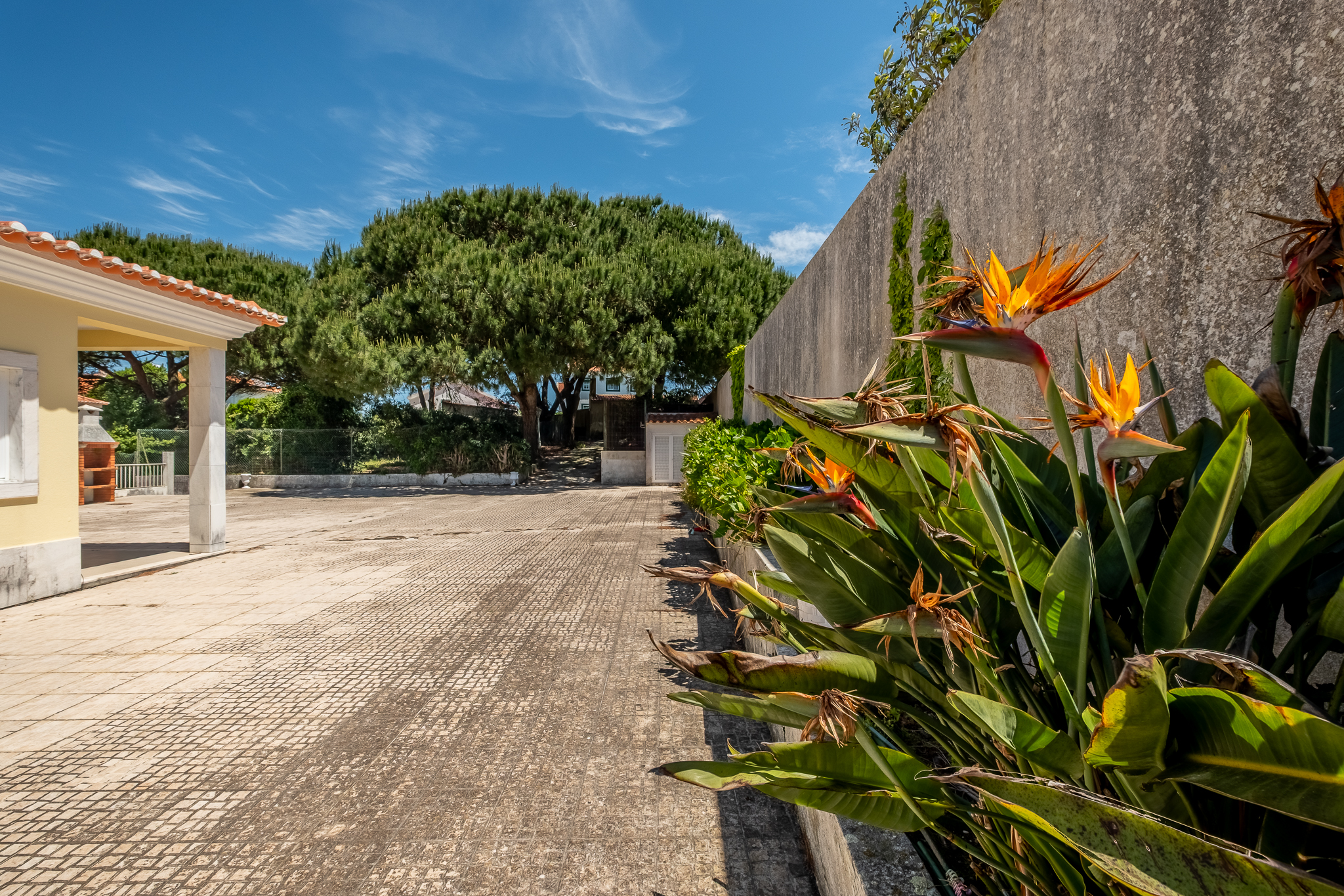 Terreno com pinheiros centenários
